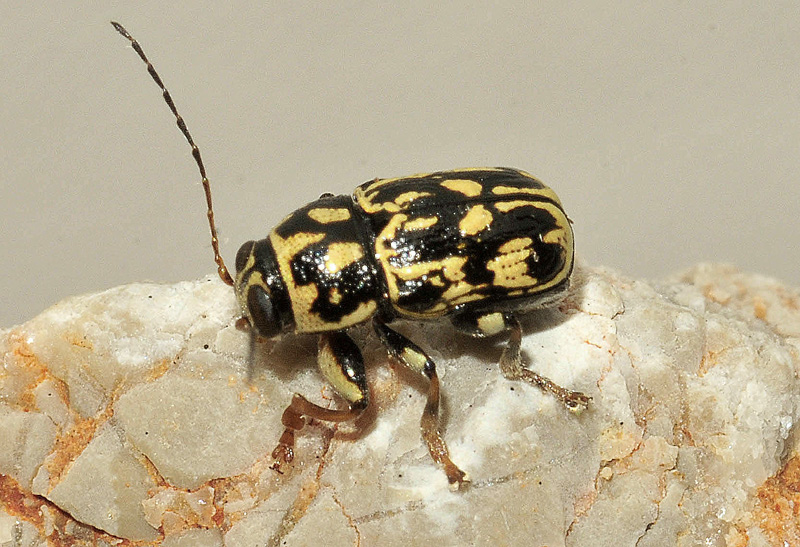 cfr. Pachybrachis hippophaes o P. ruffoi,  Chrysomelidae